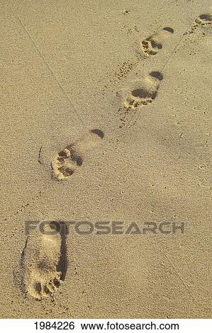 Stock Photograph - Line Of Footprints In The Sand.. Fotosearch