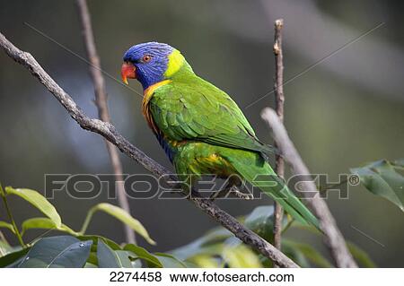 Lorikeet; australia View Large Photo Image Stock Photo - Lorikeet; australia. Fotosearch