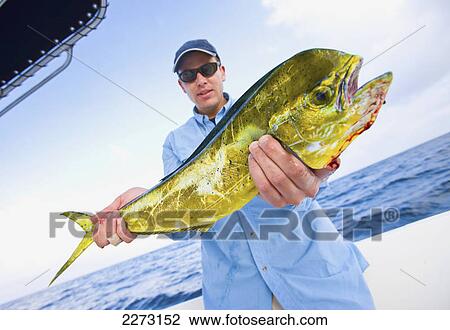 Man holding a fresh caught mahi mahi off the coast of florida; florida united states of america View Large Photo Image Stock Image - Man holding a fresh caught mahi mahi off the coast of florida; florida united states of america. Fotosearch