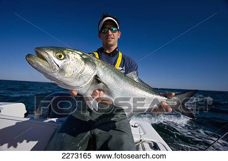 Stock Photography - Man holding fresh caught blue fish; new york united states of america. Fotosearch