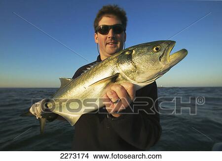 Man holding fresh caught blue fish; boston massachussets united states of america View Large Photo Image Picture - Man holding fresh caught blue fish; boston massachussets united states of america. Fotosearch