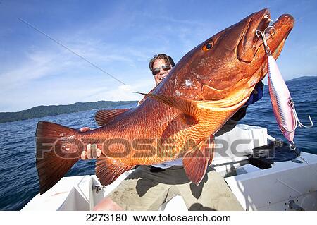 Man holding fresh caught cubera snapper (lutjanus cyanopterus); panama View Large Photo Image Stock Image - Man holding fresh caught cubera snapper (lutjanus cyanopterus); panama. Fotosearch