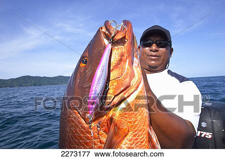 Man holding fresh caught cubera snapper (lutjanus cyanopterus); panama View Large Photo Image Stock Photo - Man holding fresh caught cubera snapper (lutjanus cyanopterus); panama. Fotosearch