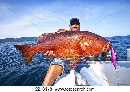 Stock Photo - Man holding fresh caught cubera snapper (lutjanus cyanopterus); panama. Fotosearch