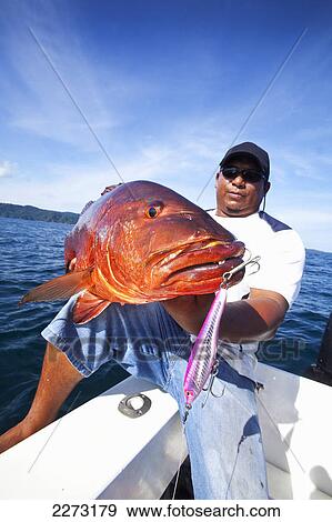 Man holding fresh caught cubera snapper (lutjanus cyanopterus); panama View Large Photo Image Stock Photo - Man holding fresh caught cubera snapper (lutjanus cyanopterus); panama. Fotosearch