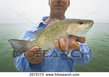 Man holding fresh caught mangrove snapper; florida united states of america View Large Photo Image Stock Image - Man holding fresh caught mangrove snapper; florida united states of america. Fotosearch