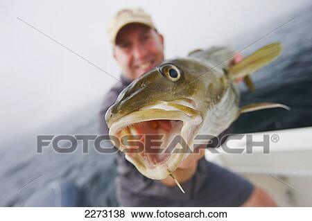 Man holds a fresh caught cod fish; boston massachusetts united states of america View Large Photo Image Stock Photo - Man holds a fresh caught cod fish; boston massachusetts united states of america. Fotosearch