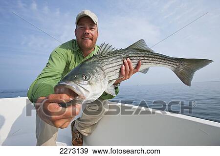 Stock Photo - Man holds a fresh caught striped bass; cape cod massachusetts united states of america. Fotosearch