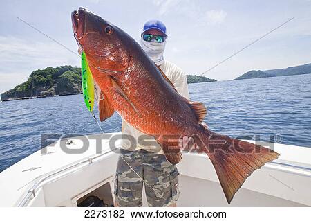Stock Image - Man holds cubera snapper (lutjanus cyanopterus); panama. Fotosearch
