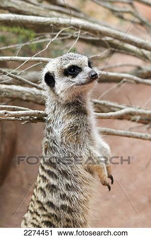 Meerkat (suricata suricatta); adelaide australia View Large Photo Image Stock Image - Meerkat (suricata suricatta); adelaide australia. Fotosearch