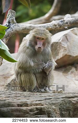 Monkey; adelaide australia View Large Photo Image Stock Image - Monkey; adelaide australia. Fotosearch