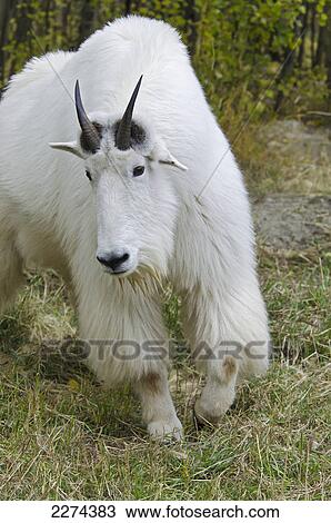 Mountain goat (oreamnos americanus); yukon canada View Large Photo Image Stock Image - Mountain goat (oreamnos americanus); yukon canada. Fotosearch