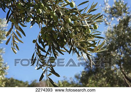 Olive tree branch against a blue sky; skopelos island greece View Large Photo Image Stock Image - Olive tree branch against a blue sky; skopelos island greece. Fotosearch