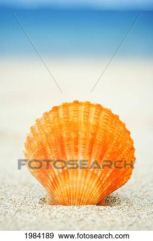 Orange Scallop Shell Standing Upright In Sand. View Large Photo Image Stock Photo - Orange Scallop Shell Standing Upright In Sand.. Fotosearch