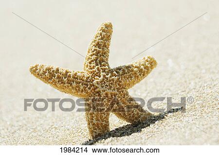 Orange Seastar Standing Upright In Sand. View Large Photo Image Picture - Orange Seastar Standing Upright In Sand.. Fotosearch