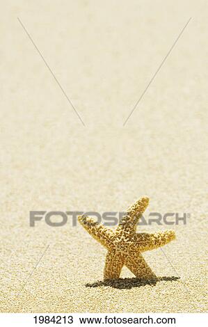 Orange Seastar Standing Upright In Sand. View Large Photo Image Stock Image - Orange Seastar Standing Upright In Sand.. Fotosearch
