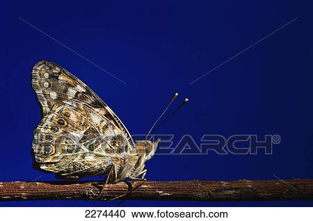 Painted lady butterfly on a branch against a deep blue background; st. albert alberta canada View Large Photo Image Stock Image - Painted lady butterfly on a branch against a deep blue background; st. albert alberta canada. Fotosearch