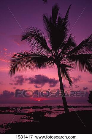Stock Photo - Palm Tree In A Bright Pink And Purple Sunset Sky, Reflecting On Still Ocean Water.. Fotosearch