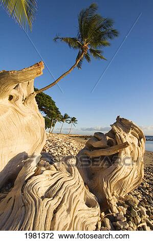 Palm Tree In Bright Blue Sky And Close-Up Of Driftwood On Beach. View Large Photo Image Stock Image - Palm Tree In Bright Blue Sky And Close-Up Of Driftwood On Beach.. Fotosearch