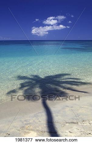 Palm Tree Shadow Cast Onto Turquoise Water Of A Beautiful Tropical Lagoon. View Large Photo Image Stock Photo - Palm Tree Shadow Cast Onto Turquoise Water Of A Beautiful Tropical Lagoon.. Fotosearch