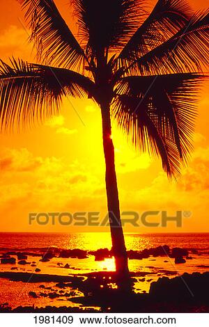 Palm Tree Silhouetted By A Yellow Sunset Sky And Ocean. View Large Photo Image Stock Photo - Palm Tree Silhouetted By A Yellow Sunset Sky And Ocean.. Fotosearch