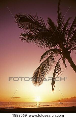 Palm Tree Silhouetted By Bright Pink And Yellow Sunset Sky View Large Photo Image Stock Photo - Palm Tree Silhouetted By Bright Pink And Yellow Sunset Sky. Fotosearch