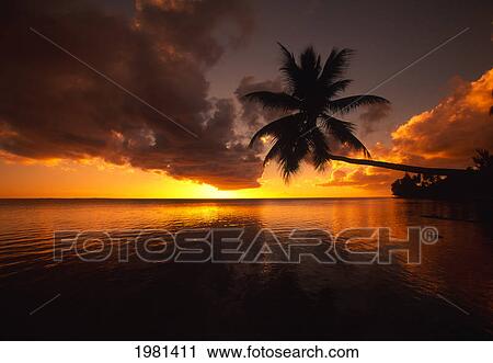 Palm Tree With Trunk Bent Far Out Over The Ocean, Silhouetted By A Yellow Sunset Sky. View Large Photo Image Stock Image - Palm Tree With Trunk Bent Far Out Over The Ocean, Silhouetted By A Yellow Sunset Sky.. Fotosearch