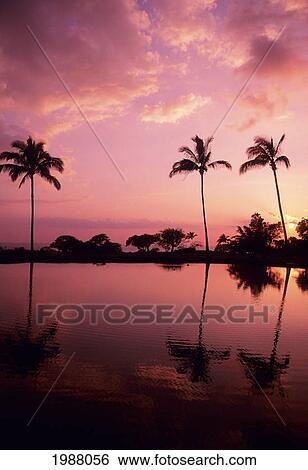 Palm Trees Along The Ocean, Silhouetted By Pink Sunset Sky, Reflecting On A Still Lagoon View Large Photo Image Stock Photograph - Palm Trees Along The Ocean, Silhouetted By Pink Sunset Sky, Reflecting On A Still Lagoon. Fotosearch