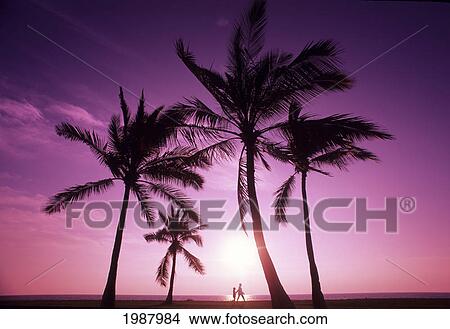 Palm Trees And Pink Sunset, Adult And Child Walk Along The Beach. View Large Photo Image Picture - Palm Trees And Pink Sunset, Adult And Child Walk Along The Beach.. Fotosearch