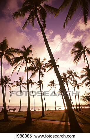 Palm Trees And Yellow Sunset Sky With Sunball, Silhouette Of People Along The Ocean Shore. View Large Photo Image Stock Photography - Palm Trees And Yellow Sunset Sky With Sunball, Silhouette Of People Along The Ocean Shore.. Fotosearch