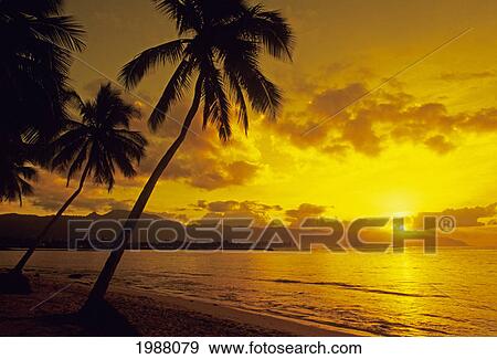 Palm Trees On Sandy Beach Silhouetted By Bright Yellow Sunset Sky View Large Photo Image Stock Photo - Palm Trees On Sandy Beach Silhouetted By Bright Yellow Sunset Sky. Fotosearch