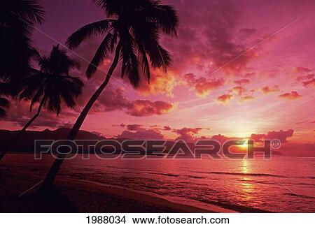 Palm Trees Silhouetted By Bright Pink Sunset Sky View Large Photo Image Picture - Palm Trees Silhouetted By Bright Pink Sunset Sky. Fotosearch