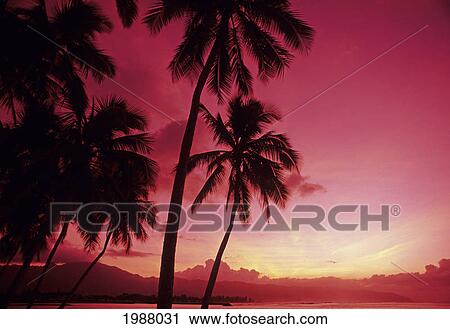 Stock Image - Palm Trees Silhouetted By Bright Pink Sunset Sky. Fotosearch