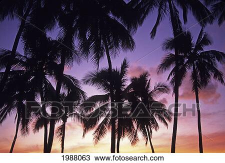 Stock Image - Palm Trees Silhouetted By Bright Pink And Purple Sunset Sky. Fotosearch