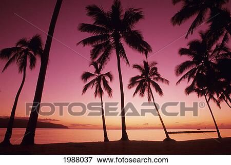 Stock Photo - Palm Trees Silhouetted By Bright Pink Sunset Sky. Fotosearch