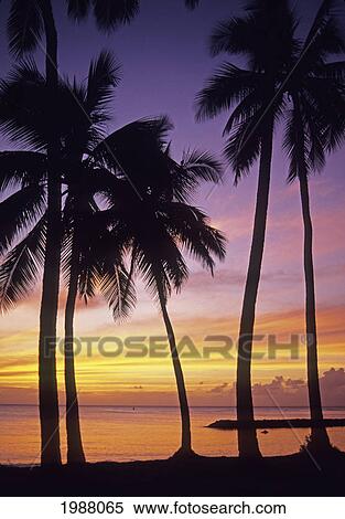 Palm Trees Silhouetted By Bright Pink And Yellow Sunset Sky View Large Photo Image Stock Photography - Palm Trees Silhouetted By Bright Pink And Yellow Sunset Sky. Fotosearch