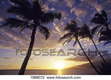 Stock Image - Palm Trees Silhouetted By Bright Sunset Sky. Fotosearch