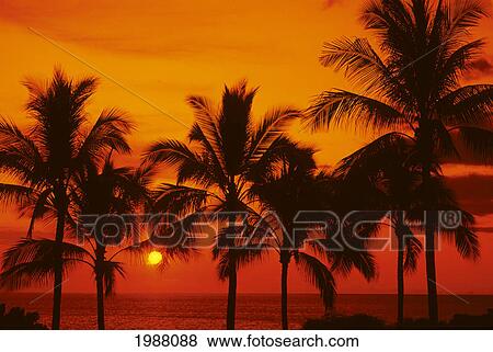Stock Photo - Palm Trees Silhouetted By Bright Yellow Sunball, Red Sunset Sky. Fotosearch