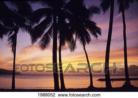 Palm Trees Silhouetted By Pink And Yellow Sunset Sky View Large Photo Image Stock Image - Palm Trees Silhouetted By Pink And Yellow Sunset Sky. Fotosearch