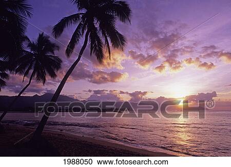 Palm Trees Silhouetted By Purple Pastel Sunset Sky View Large Photo Image Stock Image - Palm Trees Silhouetted By Purple Pastel Sunset Sky. Fotosearch
