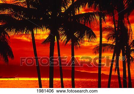 Palm Trees Silhouetted By Red And Yellow Sunset And Reflecting Ocean. View Large Photo Image Stock Photograph - Palm Trees Silhouetted By Red And Yellow Sunset And Reflecting Ocean.. Fotosearch