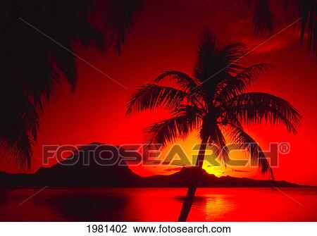 Stock Image - Palm Trees Silhouetted By Red Sunset And Reflecting Ocean.. Fotosearch