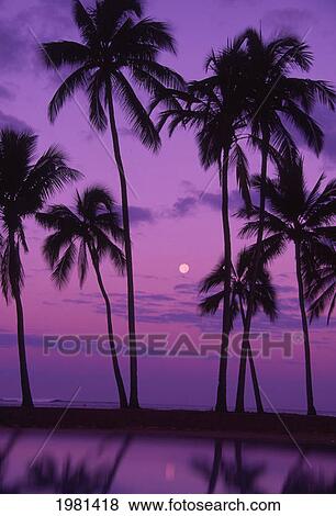 Palm Trees With Moon In A Bright Pink And Purple Sky, Reflecting On Still Water. View Large Photo Image Stock Photo - Palm Trees With Moon In A Bright Pink And Purple Sky, Reflecting On Still Water.. Fotosearch