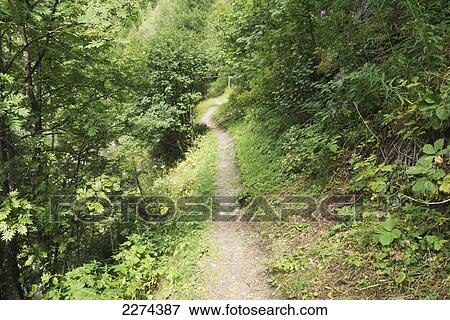 Path in the forest; zinal val d'anniviers switzerland View Large Photo Image Stock Photo - Path in the forest; zinal val d'anniviers switzerland. Fotosearch