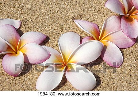 Stock Image - Pink And White Plumeria Blossoms On Sand.. Fotosearch