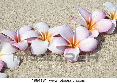 Stock Image - Pink And White Plumeria Blossoms On Sand.. Fotosearch