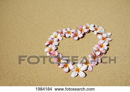 Picture - Pink And White Plumeria Blossoms Arranged In Heart On Sand.. Fotosearch