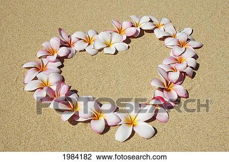 Pink And White Plumeria Blossoms Arranged In Heart On Sand. View Large Photo Image Stock Image - Pink And White Plumeria Blossoms Arranged In Heart On Sand.. Fotosearch