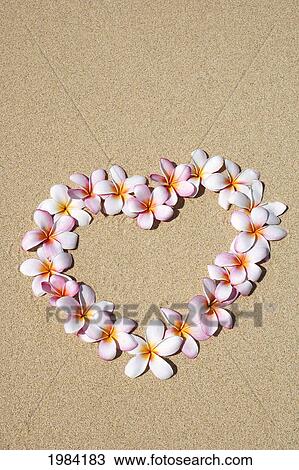 Pink And White Plumeria Blossoms Arranged In Heart On Sand. View Large Photo Image Stock Image - Pink And White Plumeria Blossoms Arranged In Heart On Sand.. Fotosearch