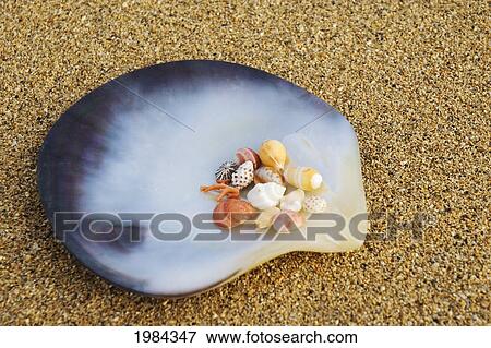 Polished Tahitian Oyster Shell With Assortment Of Small Shells And Coral On Sand. View Large Photo Image Stock Photo - Polished Tahitian Oyster Shell With Assortment Of Small Shells And Coral On Sand.. Fotosearch